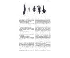 MICROLEPIDOPTERA OF EUROPE, VOLUME 8 PSYCHIDAE 2