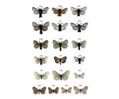 MICROLEPIDOPTERA OF EUROPE, VOLUME 8 PSYCHIDAE 3