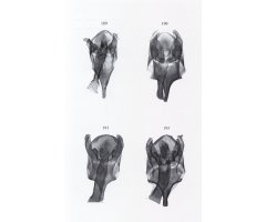 MICROLEPIDOPTERA OF EUROPE, VOLUME 8 PSYCHIDAE 4