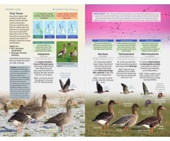 BRITISH BIRDS. A POCKET GUIDE_1