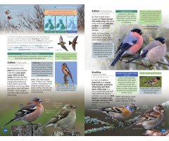 BRITISH BIRDS. A POCKET GUIDE 4