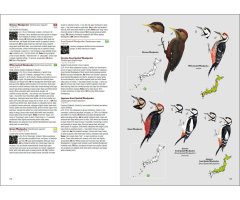 BIRDS OF JAPAN_1