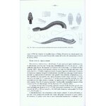FAUNA D'ITALIA. REPTILIA VOL. XLV 2