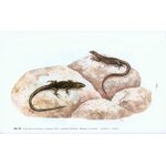FAUNA D'ITALIA. REPTILIA VOL. XLV 3