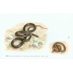 FAUNA D'ITALIA. REPTILIA VOL. XLV 4