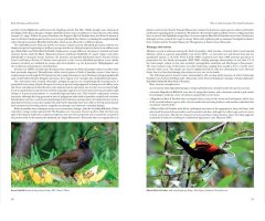 HELM IDENTIFICATION GUIDES. BIRDS OF PARADISE AND BOWERBIRDS_1
