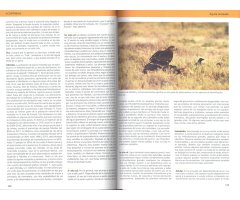 AVES RAPACES DE EUROPA 2