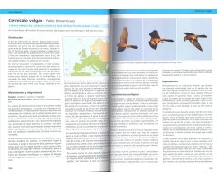 AVES RAPACES DE EUROPA 3