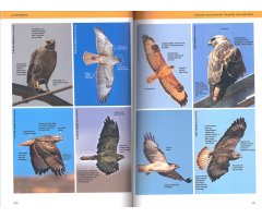 AVES RAPACES DE EUROPA 4