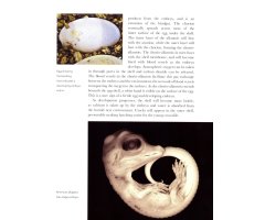 CROCODILES OF THE WORLD. A COMPLETE GUIDE TO ALLIGATORS, CAIMANS, CROCODILES AND CHARIALS 3