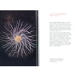 CURIOUS CREATURES ON OUR SHORES 4