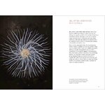 CURIOUS CREATURES ON OUR SHORES 6