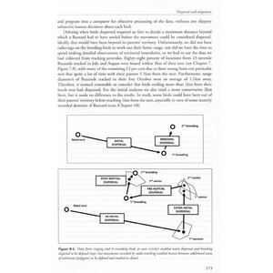 THE COMMON BUZZARD_1