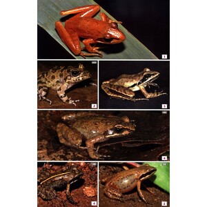 FIELD GUIDE TO THE FROGS &AMP; OTHER AMPHIBIANS OF AFRICA 5