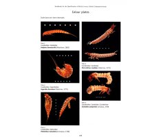 BRITISH COLEOPTERA LARVAE. A GUIDE TO THE FAMILIES AND MAJOR SUBFAMILIES 2