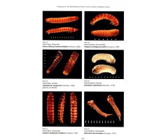 BRITISH COLEOPTERA LARVAE. A GUIDE TO THE FAMILIES AND MAJOR SUBFAMILIES 5