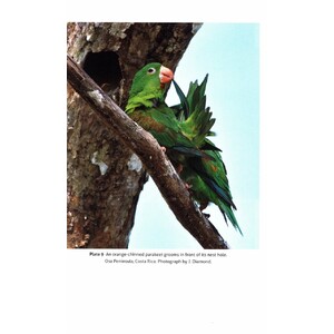 THINKING LIKE A PARROT 3