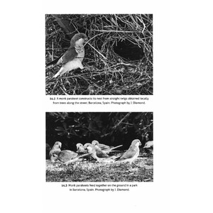 THINKING LIKE A PARROT 5