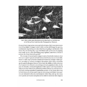 THINKING LIKE A PARROT 6