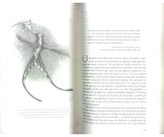 LOS SENTIDOS DE LAS AVES. QUÉ SE SIENTE AL SER UN PÁJARO 3