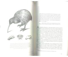 LOS SENTIDOS DE LAS AVES. QUÉ SE SIENTE AL SER UN PÁJARO 4