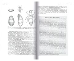 THE SOLITARY BEES_1