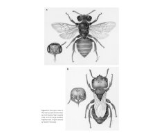 THE SOLITARY BEES 5