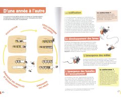 À LA RENCONTRE DES ABEILLES SOLITAIRES 3