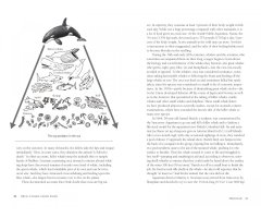 ORCA: THE WHALE CALLED KILLER 2