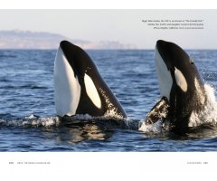 ORCA: THE WHALE CALLED KILLER 4