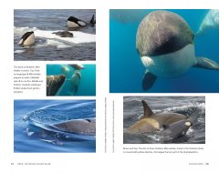 ORCA: THE WHALE CALLED KILLER 5