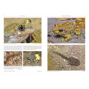 AMPHIBIANS AND REPTILES OF MOROCCO_1
