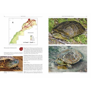 AMPHIBIANS AND REPTILES OF MOROCCO 3