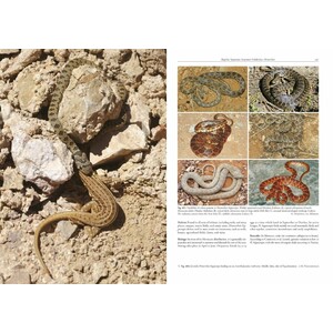 AMPHIBIANS AND REPTILES OF MOROCCO 4