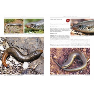 AMPHIBIANS AND REPTILES OF MOROCCO 5