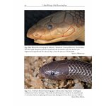 THE AFRICAN AND MIDDLE EASTERN BURROWING ASPS AND THEIR ALLIES 2