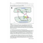 THE AFRICAN AND MIDDLE EASTERN BURROWING ASPS AND THEIR ALLIES 4