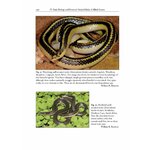 THE AFRICAN AND MIDDLE EASTERN BURROWING ASPS AND THEIR ALLIES 6