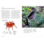 SPIDERS OF THE WORLD. A NATURAL HISTORY 4