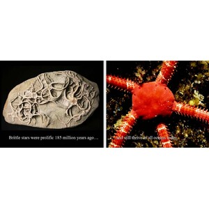 BEYOND EXTINCTION. THE ETERNAL OCEAN_1