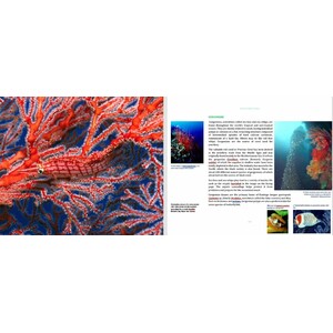 BEYOND EXTINCTION. THE ETERNAL OCEAN 3