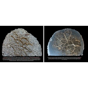 BEYOND EXTINCTION. THE ETERNAL OCEAN 4