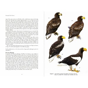 STELLER'S SEA EAGLE_1