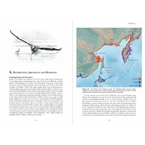 STELLER'S SEA EAGLE 3