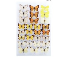THE BUTTERFLIES OF TURKMENISTAN 2