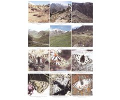 THE BUTTERFLIES OF KYRGYZSTAN 4