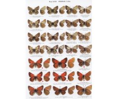 THE BUTTERFLIES OF KYRGYZSTAN 5