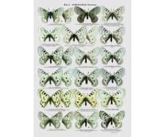 THE BUTTERFLIES OF KAZAKHASTAN 2