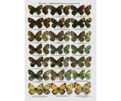 THE BUTTERFLIES OF KAZAKHASTAN 3