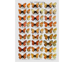 THE BUTTERFLIES OF KAZAKHASTAN 4